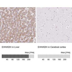 EHHADH Antibody, Novus Biologicals 25 &mu;L, Unconjugated:Antibodies, Polyclonal