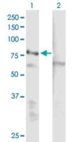 EHHADH Antibody, Novus Biologicals 50 &mu;g | Buy Online | Novus Biologicals | Fisher Scientific
