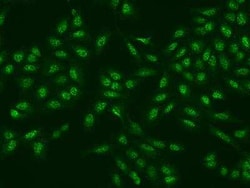 EI2BL Antibody, Novus Biologicals:Antibodies:Primary Antibodies