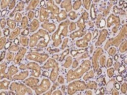 EI2BL Antibody, Novus Biologicals:Antibodies:Primary Antibodies