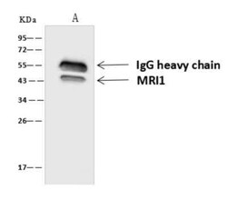 EI2BL Antibody, Novus Biologicals:Antibodies:Primary Antibodies