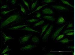 EIF1A Antibody (2B8), Novus Biologicals 0.1 mg | Buy Online | Novus Biologicals | Fisher Scientific