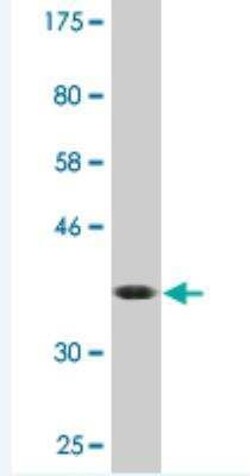 EIF1A Antibody (2B8), Novus Biologicals 0.1 mg | Buy Online | Novus Biologicals | Fisher Scientific