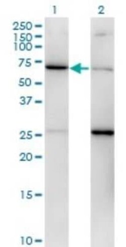 EIF2G Antibody (2C9), Novus Biologicals 0.1 mg | Buy Online | Novus Biologicals | Fisher Scientific