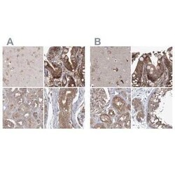 EIF3A Antibody, Novus Biologicals:Antibodies:Primary Antibodies