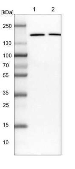 EIF3A Antibody, Novus Biologicals:Antibodies:Primary Antibodies