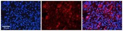 EIF3B Antibody, Novus Biologicals 100 &mu;L; Unconjugated:Antibodies, Polyclonal