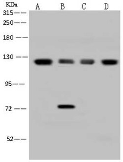EIF3B Antibody, Novus Biologicals:Antibodies:Primary Antibodies