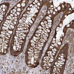 EIF3C Antibody, Novus Biologicals 25 &mu;L, Unconjugated:Antibodies, Polyclonal