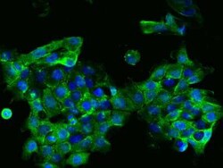 EIF3D Antibody, Novus Biologicals 50 &mu;g, Unconjugated:Antibodies, Polyclonal