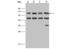 EIF3D Antibody, Novus Biologicals 50 &mu;g, Unconjugated:Antibodies, Polyclonal