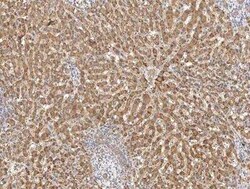 EIF3F Antibody, Novus Biologicals:Antibodies:Primary Antibodies