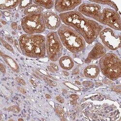 EIF3F Antibody, Novus Biologicals:Antibodies:Primary Antibodies