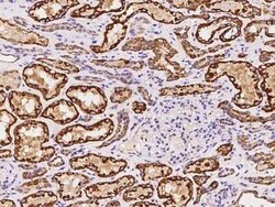 EIF3F Antibody, Novus Biologicals 100 &mu;g, Unconjugated:Antibodies, Polyclonal