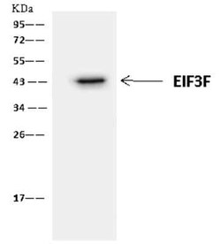EIF3F Antibody, Novus Biologicals 100 &mu;g, Unconjugated:Antibodies, Polyclonal