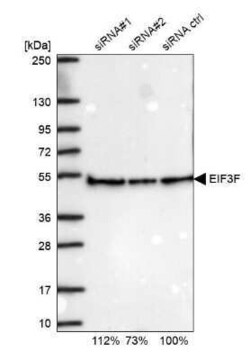 EIF3F Antibody, Novus Biologicals:Antibodies:Primary Antibodies