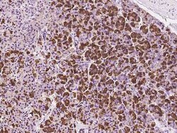 EIF3J Antibody, Novus Biologicals 100 &mu;g, Unconjugated:Antibodies, Polyclonal
