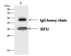 EIF3J Antibody, Novus Biologicals 100 &mu;g, Unconjugated:Antibodies, Polyclonal
