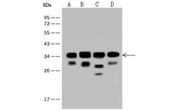 EIF3J Antibody, Novus Biologicals 100 &mu;g, Unconjugated:Antibodies, Polyclonal