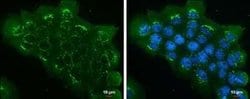 EIF3S3 Antibody (GT35512), Novus Biologicals 100 &mu;g; Unconjugated:Antibodies,