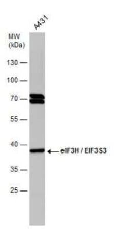 EIF3S3 Antibody (GT35512), Novus Biologicals 100 &mu;g; Unconjugated:Antibodies,