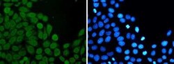 EIF4A3 Rabbit anti-Human, Mouse, Rat, Clone: S05-1B7, Novus Biologicals:Antibodies:Primary