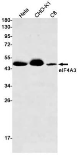EIF4A3 Rabbit anti-Human, Mouse, Rat, Clone: S05-1B7, Novus Biologicals:Antibodies:Primary