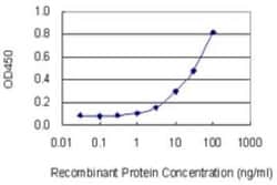 EIF4E2 Antibody (1F3), Novus Biologicals 0.1 mg | Buy Online | Novus Biologicals | Fisher Scientific