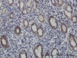 EIF4E2 Antibody (4G10), Novus Biologicals 0.1 mg | Buy Online | Novus Biologicals | Fisher Scientific