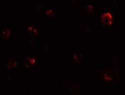 EIG121 Antibody - BSA Free, Novus Biologicals 0.1 mg | Buy Online | Novus Biologicals | Fisher Scientific