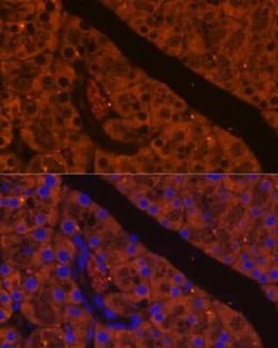 ELA2A Rabbit anti-Mouse, Rat, Polyclonal, Novus Biologicals:Antibodies:Primary