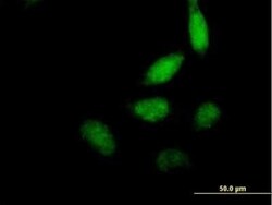 ELF2 Antibody, Novus Biologicals 0.05 mg | Buy Online | Novus Biologicals | Fisher Scientific