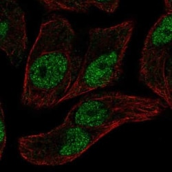 ELF2 Antibody, Novus Biologicals:Antibodies:Primary Antibodies