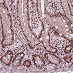 ELF2 Antibody, Novus Biologicals:Antibodies:Primary Antibodies