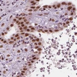 ELF2 Antibody, Novus Biologicals:Antibodies:Primary Antibodies