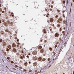 ELF2 Antibody, Novus Biologicals:Antibodies:Primary Antibodies