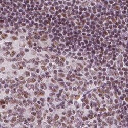 ELF2 Antibody, Novus Biologicals:Antibodies:Primary Antibodies