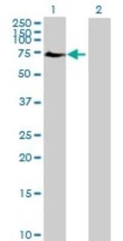ELF2 Antibody, Novus Biologicals 0.05 mg | Buy Online | Novus Biologicals | Fisher Scientific