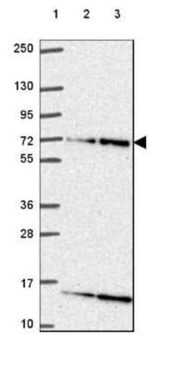 ELF2 Antibody, Novus Biologicals:Antibodies:Primary Antibodies