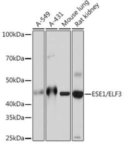 ELF3/ESE-1 Rabbit anti-Human, Mouse, Rat, Clone: 7O2V4, Novus Biologicals