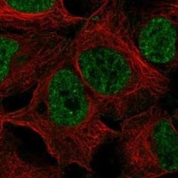 ELL3 Rabbit anti-Human, Polyclonal, Novus Biologicals 25 &mu;g | Buy Online | Novus Biologicals | Fisher Scientific