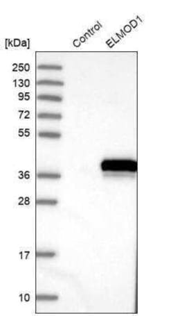 ELMOD1 Antibody, Novus Biologicals 25 &mu;L; Unconjugated:Antibodies, Polyclonal