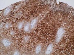 ELOVL7 Antibody (Z26) - BSA Free, Novus Biologicals:Antibodies:Primary