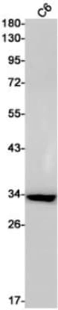 EMAP-II/AIMP1 Antibody (S01-5A9), Novus Biologicals 50 &mu;g; Unconjugated:Antibodies,