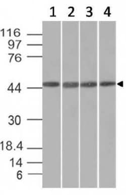 EMI1 Antibody (EMI1/1176), Novus Biologicals 0.02mg; Unlabeled:Antibodies,
