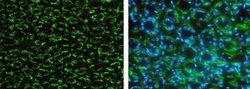 EMMPRIN/CD147 Rabbit anti-Human, Monkey, Clone: 125, Novus Biologicals:Antibodies:Primary