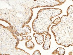EMMPRIN/CD147 Rabbit anti-Human, Monkey, Clone: 125, Novus Biologicals:Antibodies:Primary
