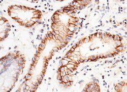 EMMPRIN/CD147 Rabbit anti-Human, Monkey, Clone: 125, Novus Biologicals:Antibodies:Primary