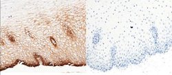 EMMPRIN/CD147 Rabbit anti-Human, Monkey, Clone: 125, Novus Biologicals:Antibodies:Primary