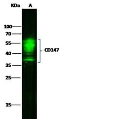 EMMPRIN/CD147 Rabbit anti-Human, Monkey, Clone: 125, Novus Biologicals:Antibodies:Primary
